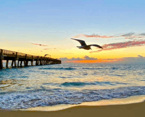 An image of lake worth beach pier with a bird flying.