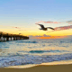 An image of lake worth beach pier with a bird flying.
