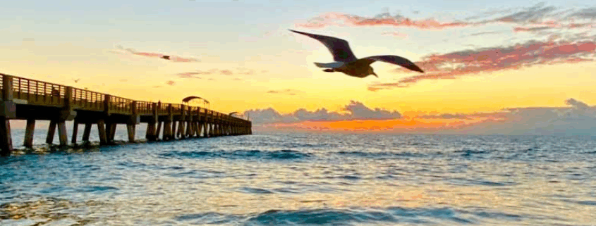 An image of lake worth beach pier with a bird flying.